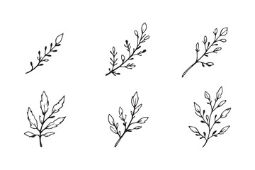 Set of 6 pec in two row  Cedar Leaf line art on white background 