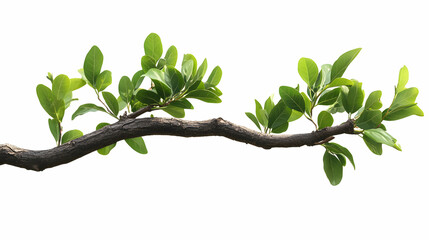 Wall Mural - A delicate branch showcasing vibrant green leaves against a clean, white background, perfect for nature-themed designs, botanical illustrations, and eco-friendly concepts.