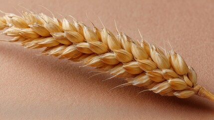 Poster - Close-up of a golden wheat stalk placed diagonally on a warm beige surface, showcasing fine details of its kernels and textures in sharp focus