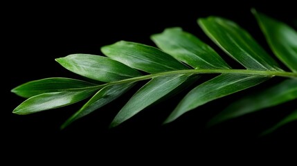 Poster - A lush green fern leaf stands out against a dark backdrop, enhanced by soft natural light that highlights its vibrant color, creating a striking contrast