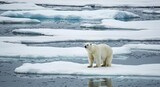 Polar bear on ice floe in arctic environment wildlife and conservation