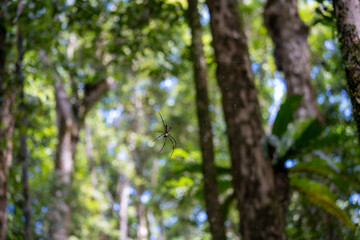 spider in forest