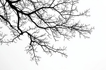 Poster - Silhouettes of barren tree branches against a bright white sky in a tranquil natural setting during early afternoon hours
