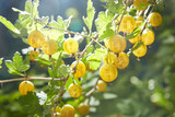 Gooseberries are ripe yellow gooseberry berries with green leaves growing in the yard in the garden. Harvesting on a sunny day.