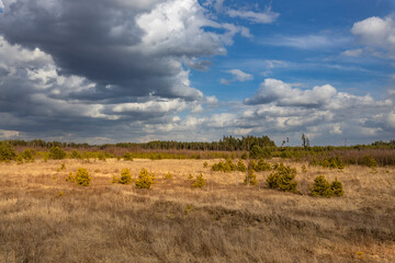 Wall Mural - a field of trees with a cloudy sky in the background