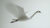 Elegant swan in flight, wings outstretched