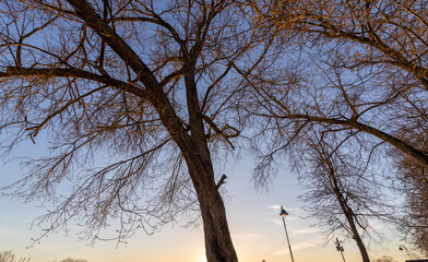Wall Mural - a tree with a few leaves is in the foreground of a blue sky