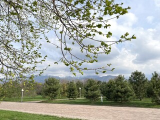 Aufkleber - early spring tree branches with budding leaves against cloudy sky and distant mountains for seasonal nature background
