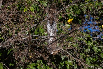 Wall Mural - eastern gray squirrel nibbles on young tree shoots, buds, and tree flowers in spring