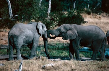 elephants in the wild
