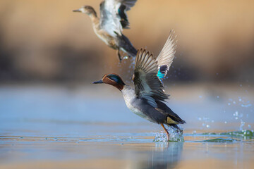 Wall Mural - Flying duck. Eurasian Teal. (Anas crecca) Blue water background. 