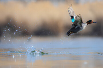 Wall Mural - Flying duck. Eurasian Teal. (Anas crecca) Blue water background. 