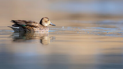Wall Mural - Swimming duck. Eurasian Teal. (Anas crecca) Blue water background. 