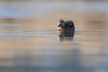 Wall Mural - Swimming duck. Eurasian Teal. (Anas crecca) Blue water background. 
