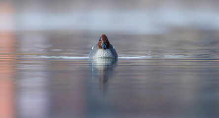 Wall Mural - Swimming duck. Eurasian Teal. (Anas crecca) Blue water background. 