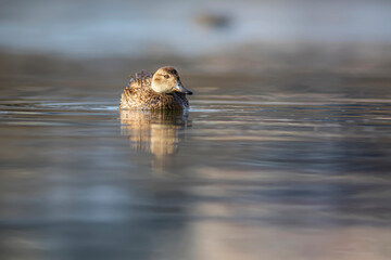 Wall Mural - Swimming duck. Eurasian Teal. (Anas crecca) Blue water background. 
