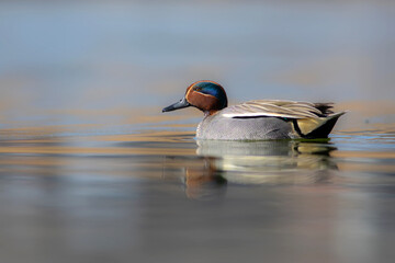 Wall Mural - Swimming duck. Eurasian Teal. (Anas crecca) Blue water background. 