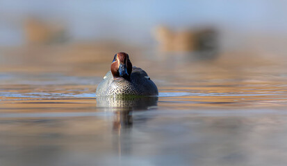 Wall Mural - Swimming duck. Eurasian Teal. (Anas crecca) Blue water background. 