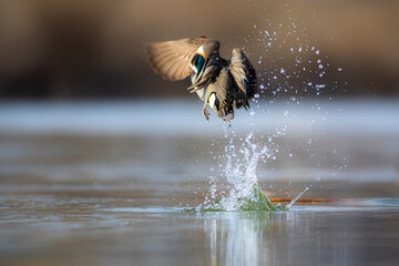 Wall Mural - Flying duck. Eurasian Teal. (Anas crecca) Blue water background. 