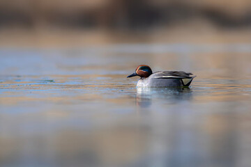 Wall Mural - Swimming duck. Eurasian Teal. (Anas crecca) Blue water background. 