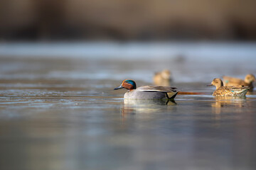 Wall Mural - Swimming duck. Eurasian Teal. (Anas crecca) Blue water background. 