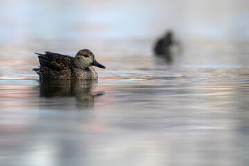 Wall Mural - Swimming duck. Eurasian Teal. (Anas crecca) Blue water background. 
