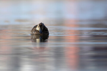 Wall Mural - Swimming duck. Eurasian Teal. (Anas crecca) Blue water background. 