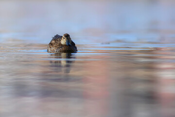 Wall Mural - Swimming duck. Eurasian Teal. (Anas crecca) Blue water background. 
