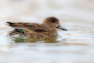 Wall Mural - Swimming duck. Eurasian Teal. (Anas crecca) Blue water background. 