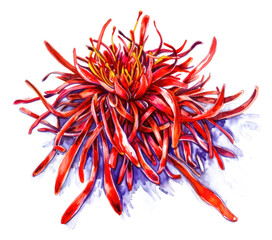 Poster - png an isolated fresh saffron art illustration watercolor.