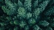 © MINHOO - Aerial view a forest pine trees with a lot of green leaves.