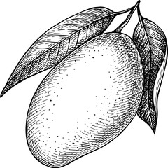 Wall Mural - sliced guava ink sketch.