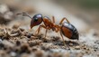 © manzarhussain - red ant on a green background