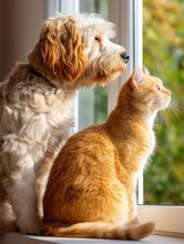 Dog And Cat Autumn Tree Free Stock Photo - Public Domain Pictures