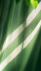 Poster - Soft Shadows and Gentle Light Create an Abstract Composition on a Smooth Green Surface During the Late Afternoon