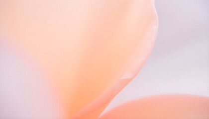 Wall Mural - close up of a flower with a blurry background