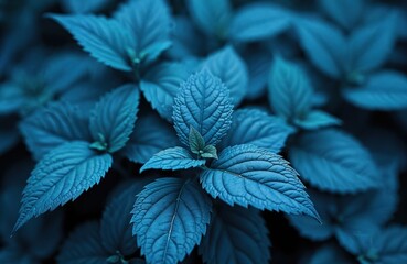 Poster - Close-up of blue leaves in garden. Classic blue Pantone color palette. Nature background for design. Dark background, botany, flora with artistic artistic style.