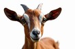 © miss irine - Close-up goat portrait on isolated white background. Brown goat, big eyes with detailed fur. Concept of Eid al-Adha, religious holiday. Farm animal, animal husbandry. Illustration for design projects