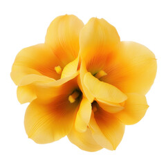 Poster - A bright yellow flower standing out against a black background highlighting its petals and natural beauty isolated on a white background.