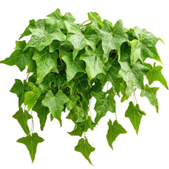 Poster - Close-up view of fresh green ivy leaves climbing a wall in a natural outdoor setting with sunlight filtering through isolated on a white background.