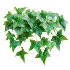 Poster - Lush green ivy leaves climbing up a wall with rich textures and varied shades of green in a natural environment isolated on a white background.