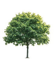 Isolated mature broadleaf tree with dense round canopy and defined trunk on translate background, ideal for landscape architecture projects and environmental design