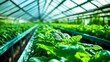 © Zaiseefa - Showcasing sustainable farming techniques through a well-maintained greenhouse.