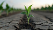 © Keopaserth - young corn plant emerges from cracked soil on hot, dry day, symbolizing resilience and growth in challenging conditions. clear sky enhances scene beauty and hope