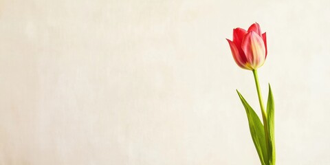 Poster - Minimalist Spring Botanical Elegant Pink Tulip in Soft Aesthetic - Contemporary Nature for Wellness Branding and Sustainable Design Inspiration