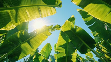 Poster - As the sun rises, warm rays illuminate large, vibrant banana leaves, showcasing the beauty of a serene tropical environment. Nature thrives in harmony, inviting relaxation and peace