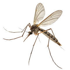 mosquito isolated on white background