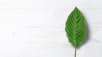 Poster - a green leaf resting on a white wooden background symbolizing growth, nature, and the interplay of l