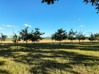 Wall Mural - field of trees with a blue sky in the background