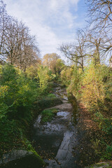 Wall Mural - forest path with a stream running through it